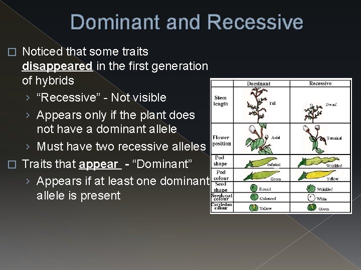 Dominant and Recessive Noticed that some traits disappeared in the first generation of hybrids