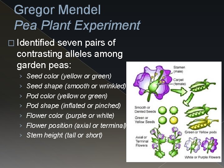 Gregor Mendel Pea Plant Experiment � Identified seven pairs of contrasting alleles among garden