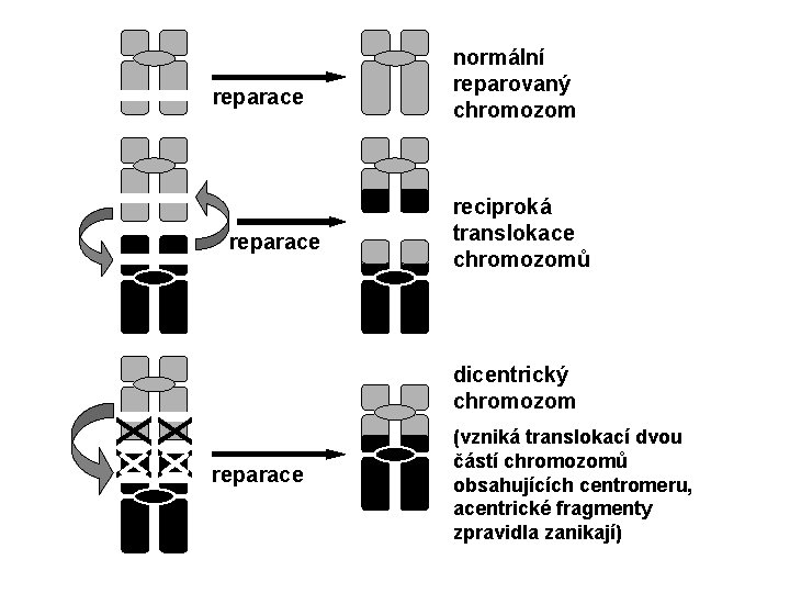 reparace normální reparovaný chromozom reciproká translokace chromozomů dicentrický chromozom reparace (vzniká translokací dvou částí