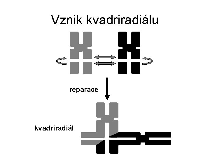 Vznik kvadriradiálu reparace kvadriradiál 