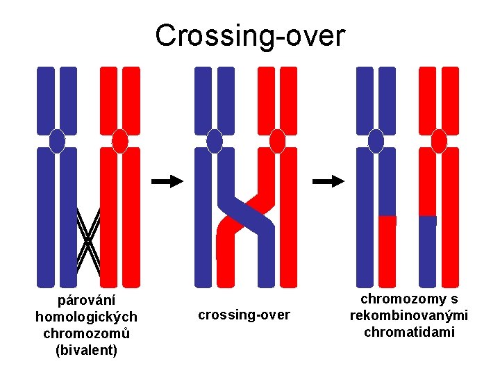 Crossing-over párování homologických chromozomů (bivalent) crossing-over chromozomy s rekombinovanými chromatidami 