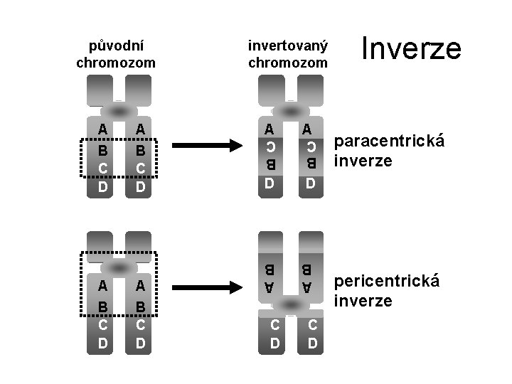 původní chromozom invertovaný chromozom A A B C D D A A B C