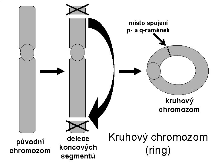 místo spojení p- a q-ramének kruhový chromozom původní chromozom delece koncových segmentů Kruhový chromozom