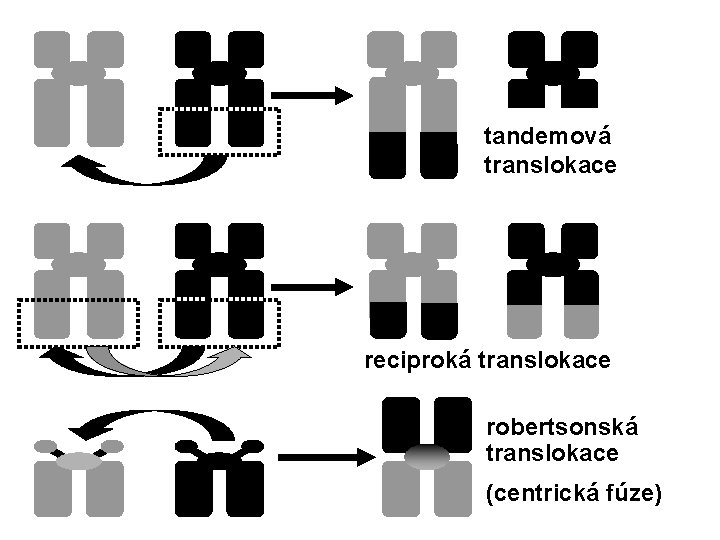 tandemová translokace reciproká translokace robertsonská translokace (centrická fúze) 