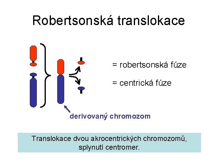 Robertsonská translokace = robertsonská fúze = centrická fúze derivovaný chromozom Translokace dvou akrocentrických chromozomů,