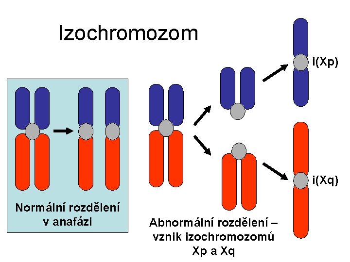 Izochromozom i(Xp) i(Xq) Normální rozdělení v anafázi Abnormální rozdělení – vznik izochromozomů Xp a