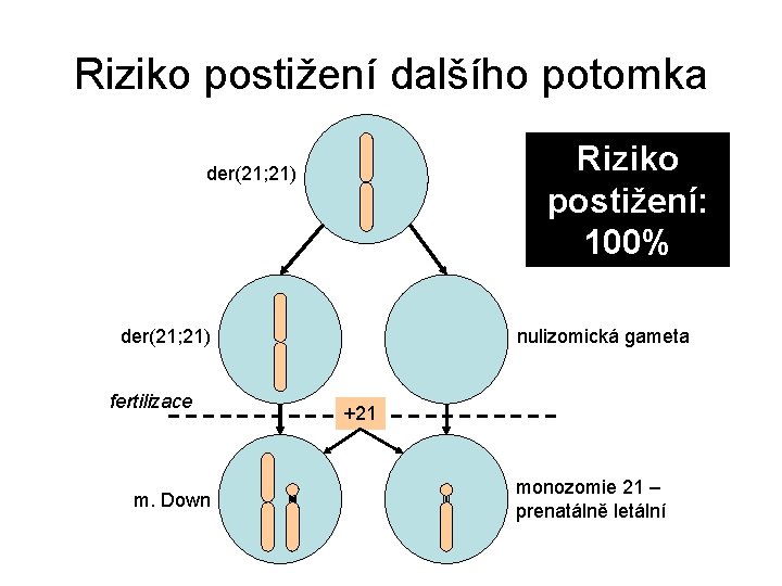 Riziko postižení dalšího potomka Riziko postižení: 100% der(21; 21) fertilizace m. Down nulizomická gameta