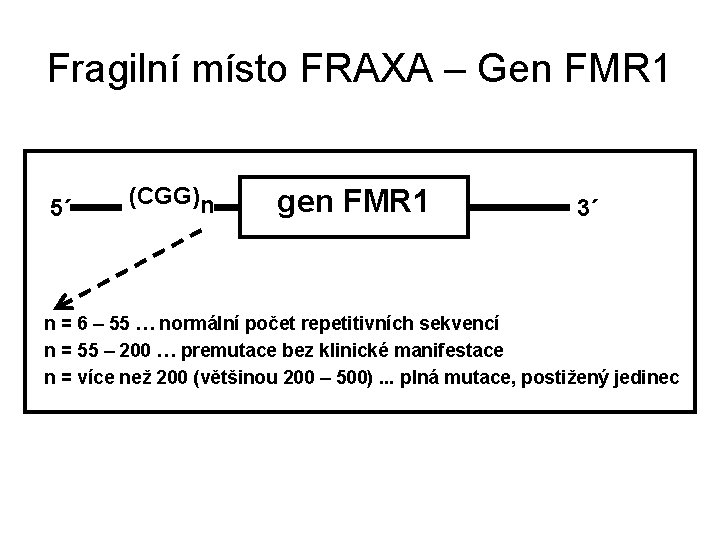 Fragilní místo FRAXA – Gen FMR 1 5´ (CGG)n gen FMR 1 3´ n