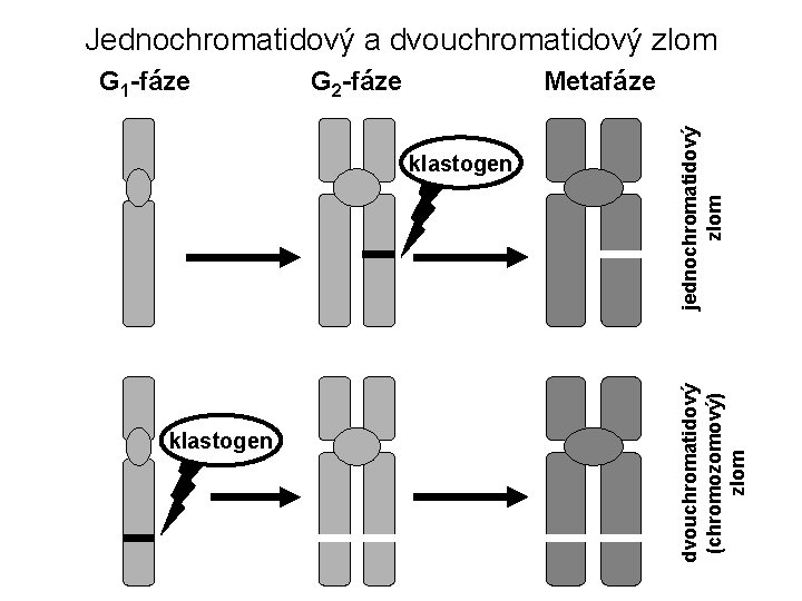 Jednochromatidový a dvouchromatidový zlom Metafáze klastogen jednochromatidový zlom G 2 -fáze dvouchromatidový (chromozomový) zlom