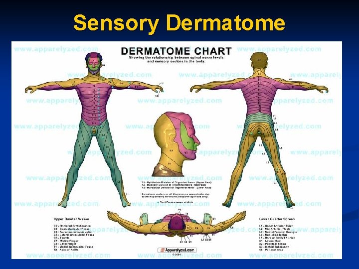 Sensory Dermatome 