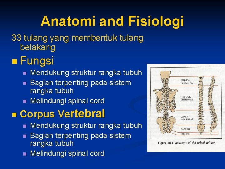 Anatomi and Fisiologi 33 tulang yang membentuk tulang belakang n Fungsi n n Mendukung