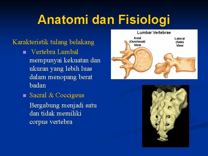 Anatomi dan Fisiologi Karakteristik tulang belakang n Vertebra Lumbal mempunyai kekuatan dan ukuran yang