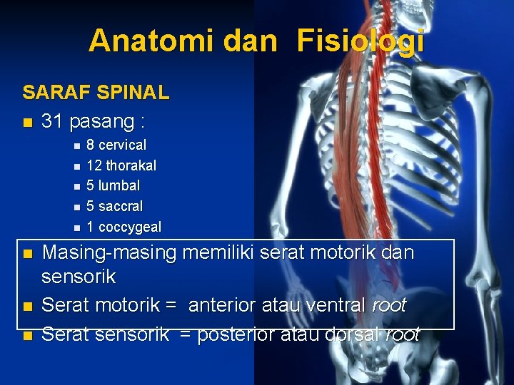 Anatomi dan Fisiologi SARAF SPINAL n 31 pasang : n n n n 8