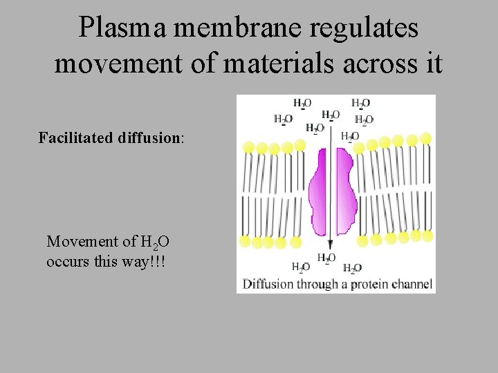 Plasma membrane regulates movement of materials across it Facilitated diffusion: Movement of H 2 Plasma membrane regulates movement of materials across it Facilitated diffusion: Movement of H 2