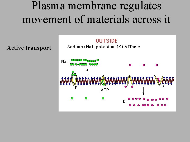Plasma membrane regulates movement of materials across it Active transport: Plasma membrane regulates movement of materials across it Active transport: