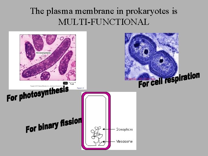 The plasma membrane in prokaryotes is MULTI-FUNCTIONAL The plasma membrane in prokaryotes is MULTI-FUNCTIONAL
