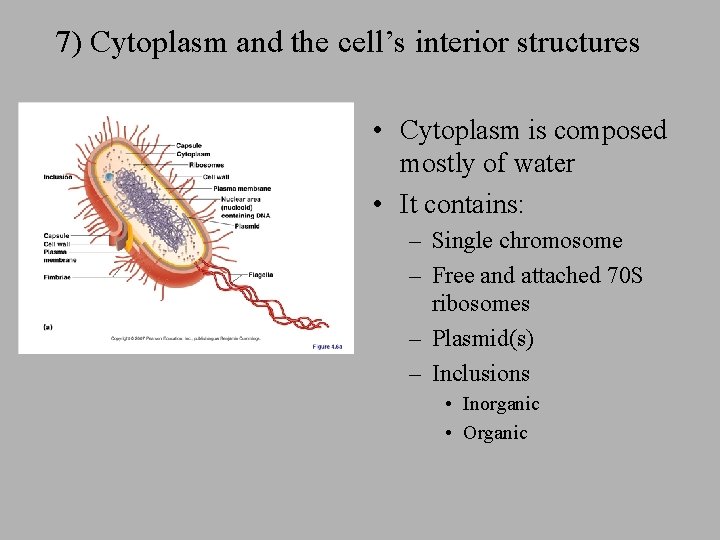 7) Cytoplasm and the cell’s interior structures • Cytoplasm is composed mostly of water 7) Cytoplasm and the cell’s interior structures • Cytoplasm is composed mostly of water