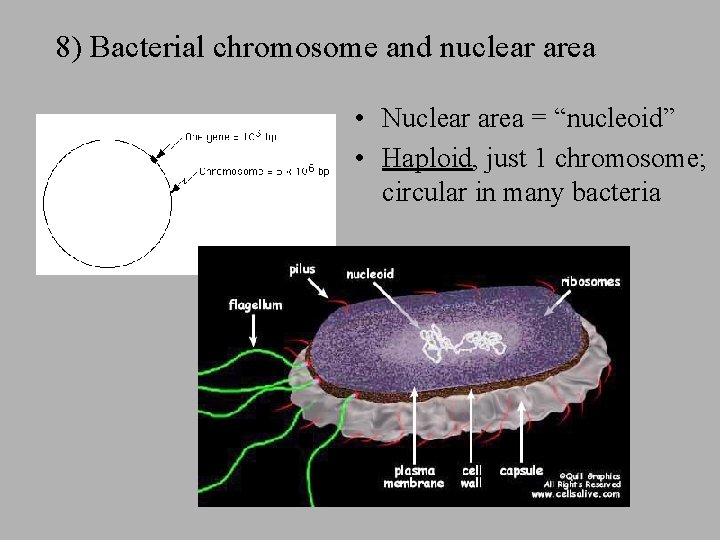 8) Bacterial chromosome and nuclear area • Nuclear area = “nucleoid” • Haploid, just 8) Bacterial chromosome and nuclear area • Nuclear area = “nucleoid” • Haploid, just