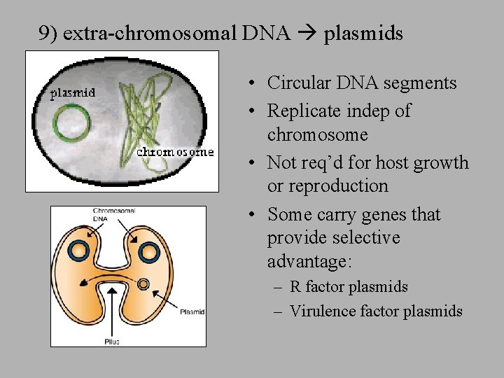 9) extra-chromosomal DNA plasmids • Circular DNA segments • Replicate indep of chromosome • 9) extra-chromosomal DNA plasmids • Circular DNA segments • Replicate indep of chromosome •