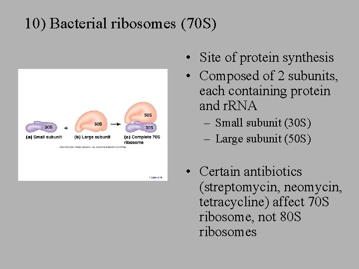 10) Bacterial ribosomes (70 S) • Site of protein synthesis • Composed of 2 10) Bacterial ribosomes (70 S) • Site of protein synthesis • Composed of 2