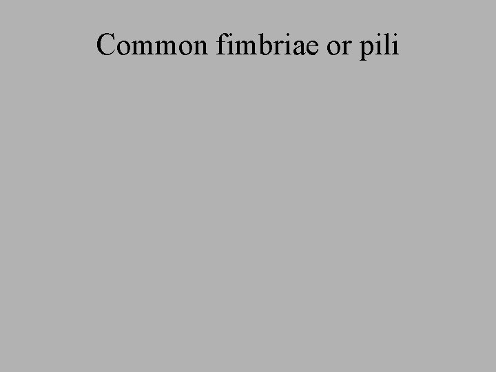 Common fimbriae or pili Common fimbriae or pili