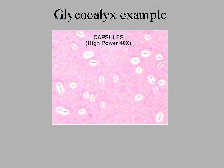Glycocalyx example Glycocalyx example