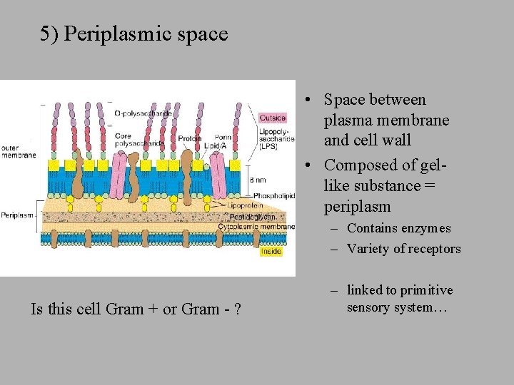 5) Periplasmic space • Space between plasma membrane and cell wall • Composed of 5) Periplasmic space • Space between plasma membrane and cell wall • Composed of