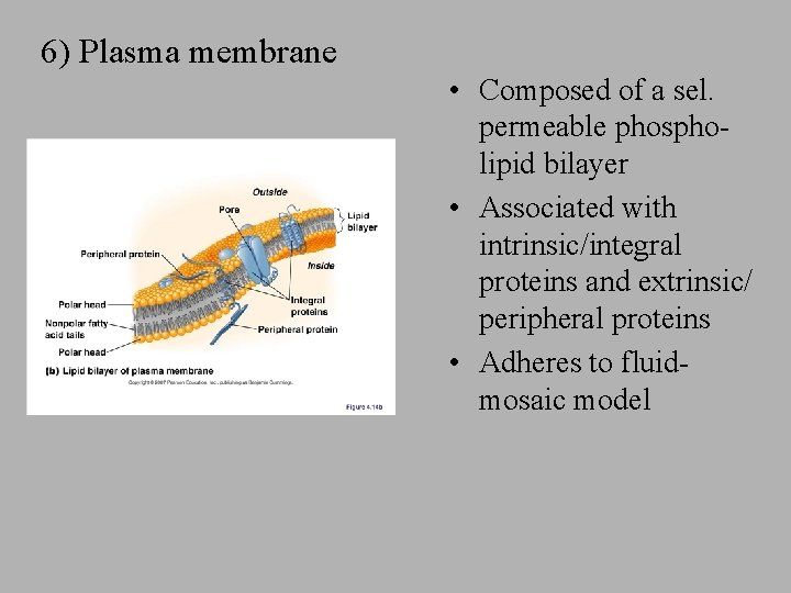 6) Plasma membrane • Composed of a sel. permeable phospholipid bilayer • Associated with 6) Plasma membrane • Composed of a sel. permeable phospholipid bilayer • Associated with