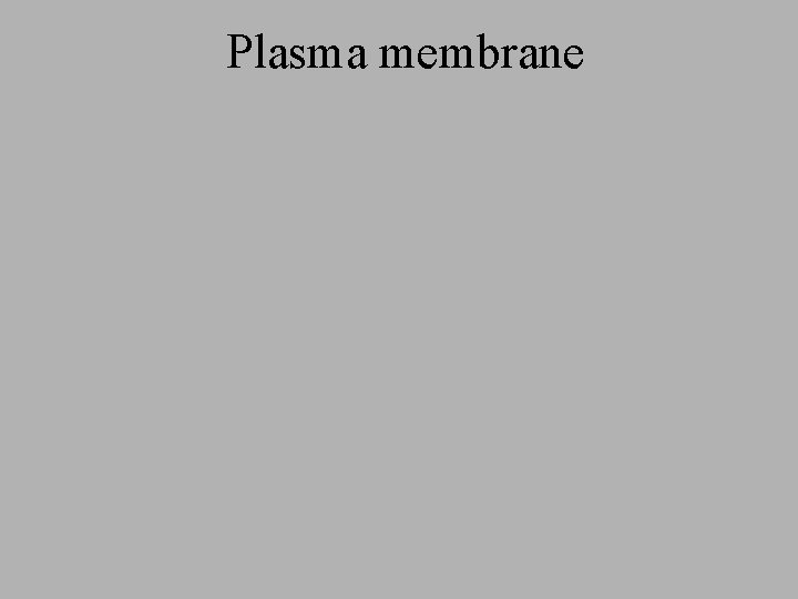 Plasma membrane Plasma membrane