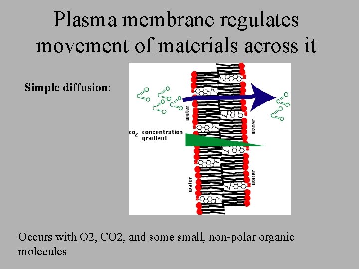 Plasma membrane regulates movement of materials across it Simple diffusion: Occurs with O 2, Plasma membrane regulates movement of materials across it Simple diffusion: Occurs with O 2,