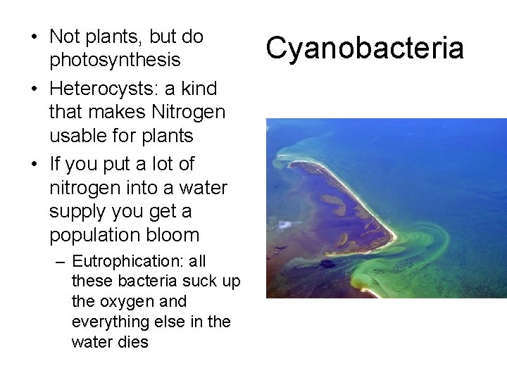  • Not plants, but do photosynthesis • Heterocysts: a kind that makes Nitrogen