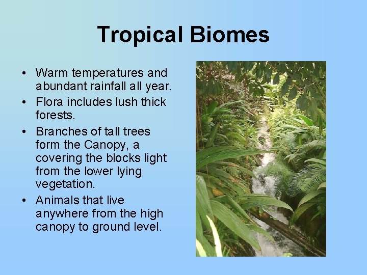 Tropical Biomes • Warm temperatures and abundant rainfall year. • Flora includes lush thick