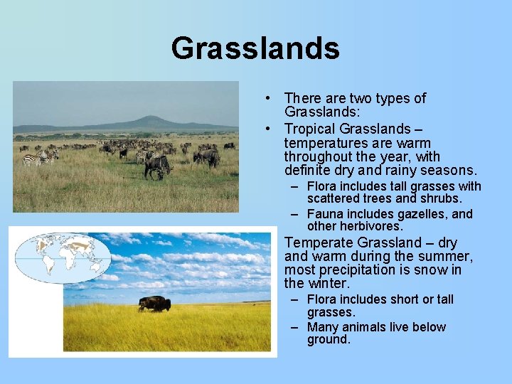 Grasslands • There are two types of Grasslands: • Tropical Grasslands – temperatures are