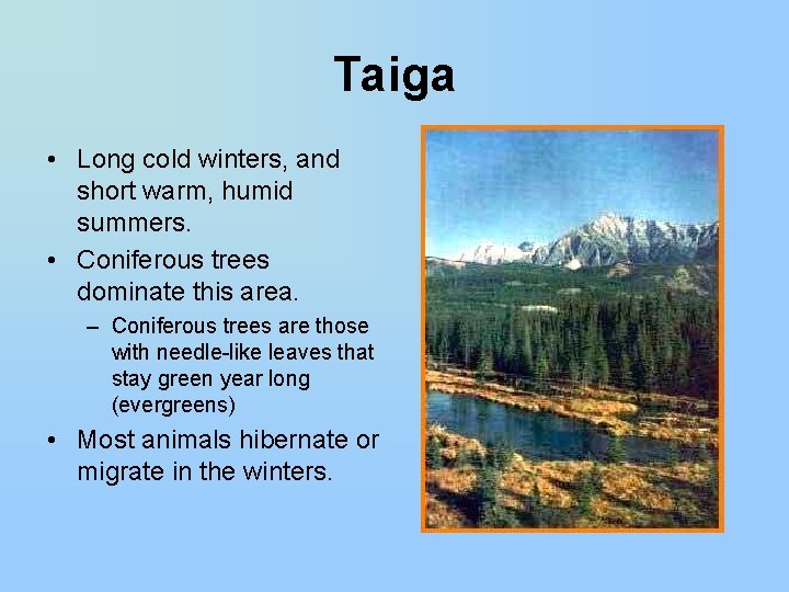 Taiga • Long cold winters, and short warm, humid summers. • Coniferous trees dominate