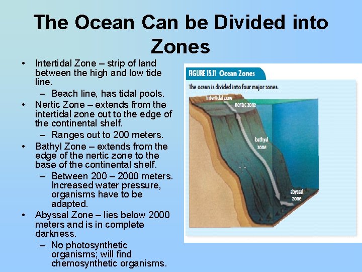 The Ocean Can be Divided into Zones • • Intertidal Zone – strip of