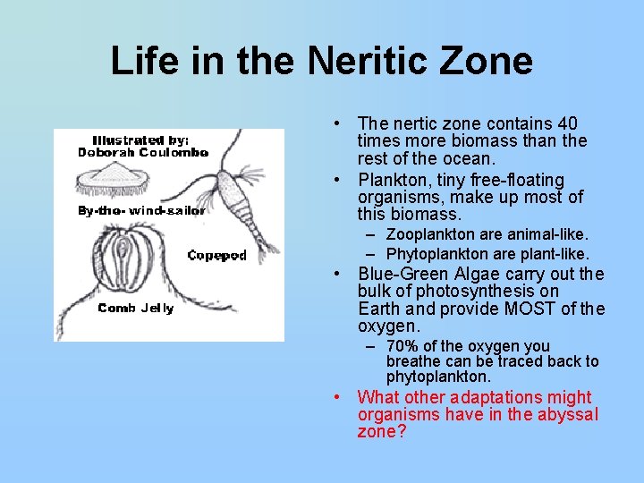 Life in the Neritic Zone • The nertic zone contains 40 times more biomass