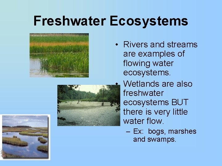 Freshwater Ecosystems • Rivers and streams are examples of flowing water ecosystems. • Wetlands