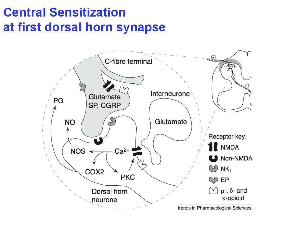 Central Sensitization at first dorsal horn synapse 