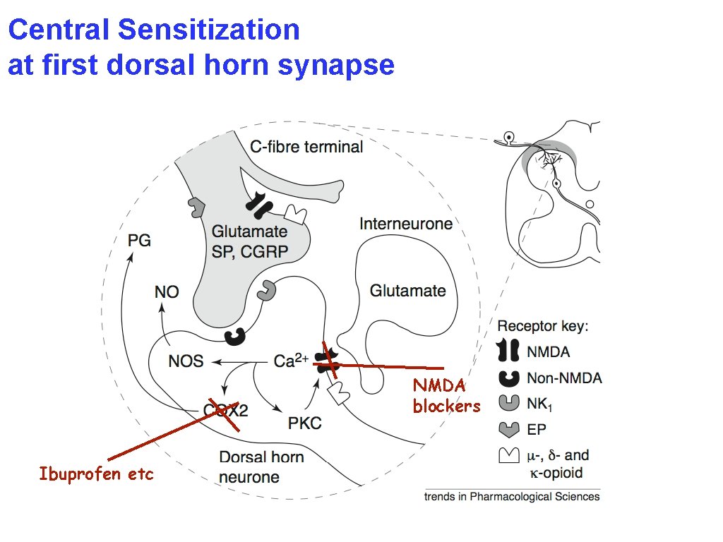 Central Sensitization at first dorsal horn synapse NMDA blockers Ibuprofen etc 