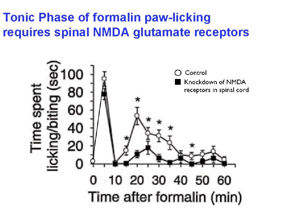 Tonic Phase of formalin paw-licking requires spinal NMDA glutamate receptors 