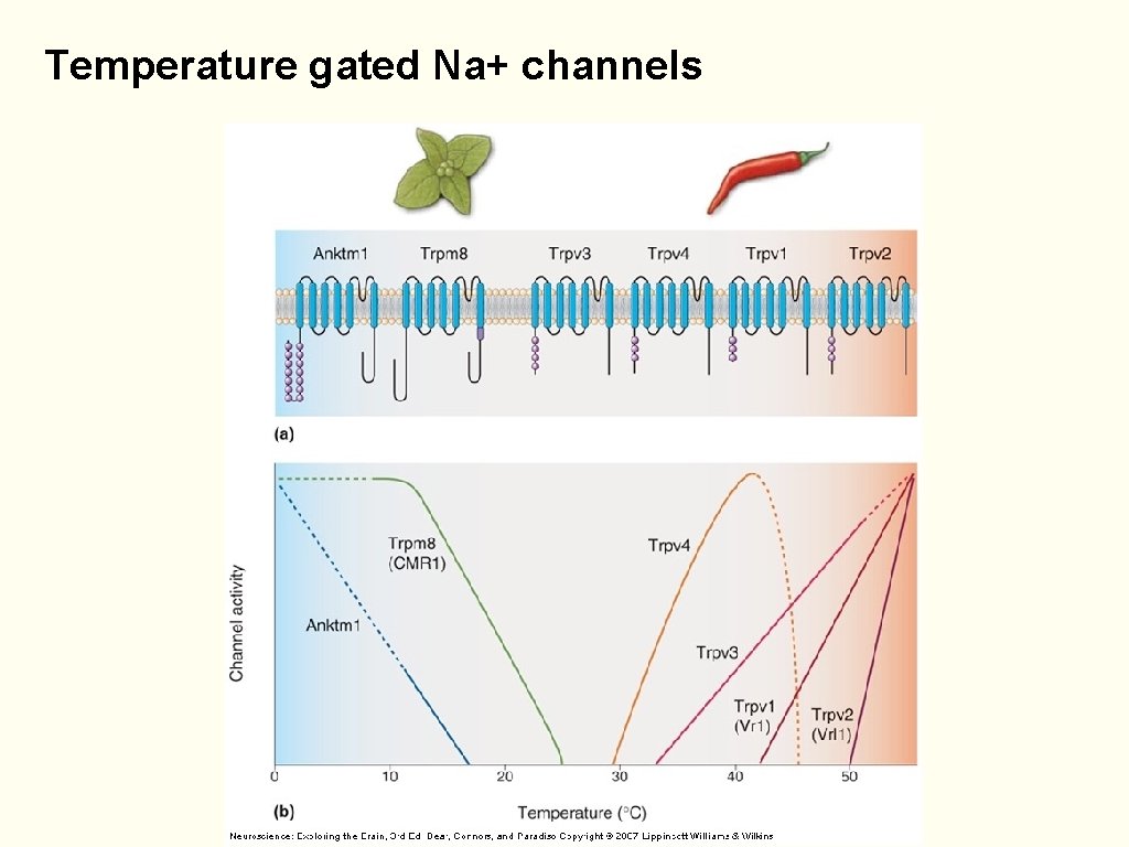 Temperature gated Na+ channels 