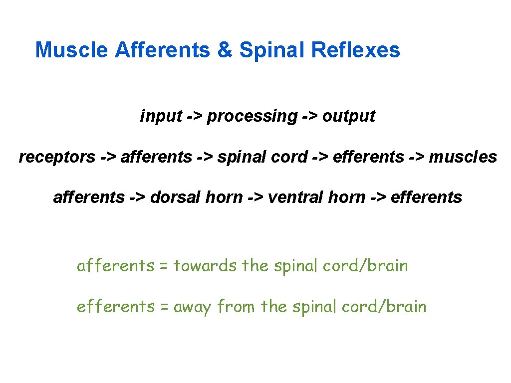 Muscle Afferents & Spinal Reflexes input -> processing -> output receptors -> afferents ->