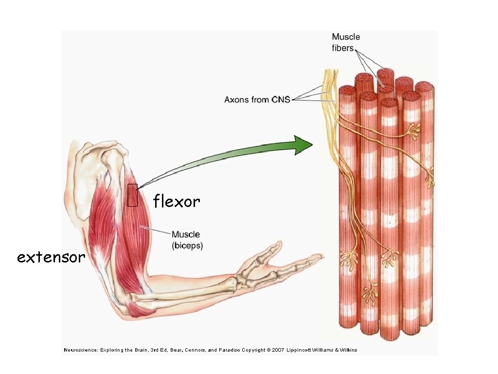 flexor extensor 