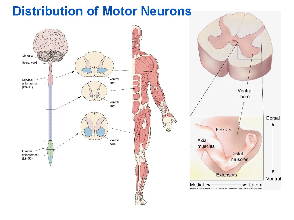 Distribution of Motor Neurons 