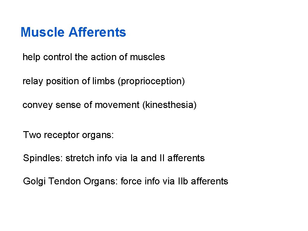 Muscle Afferents help control the action of muscles relay position of limbs (proprioception) convey