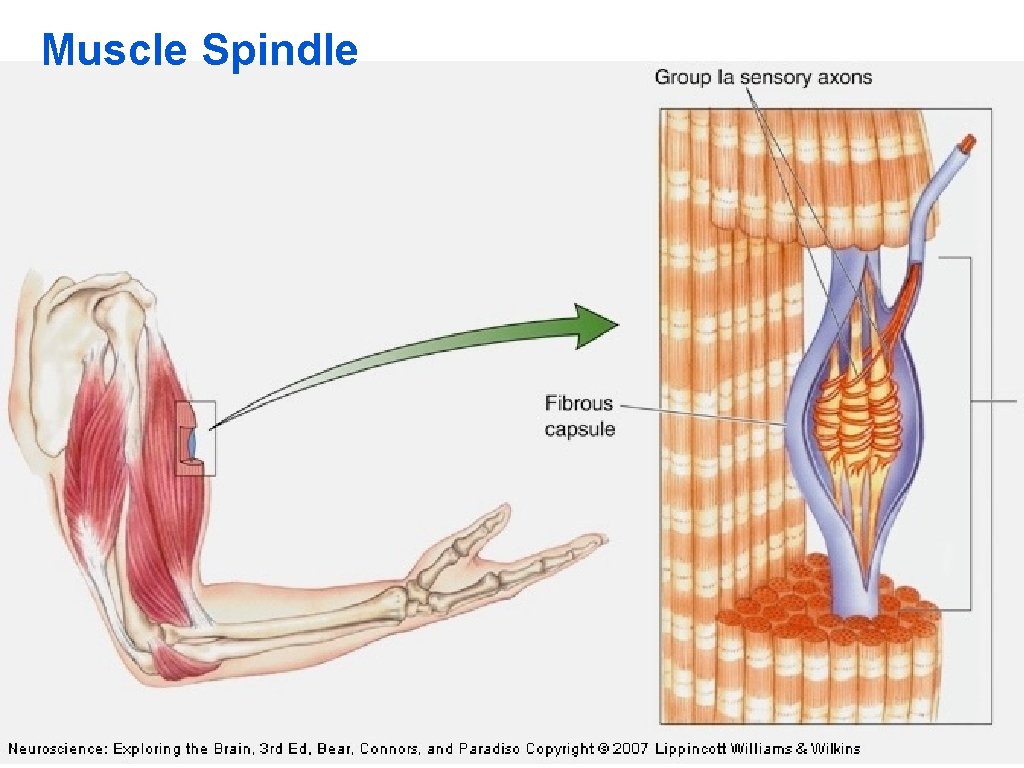 Muscle Spindle 