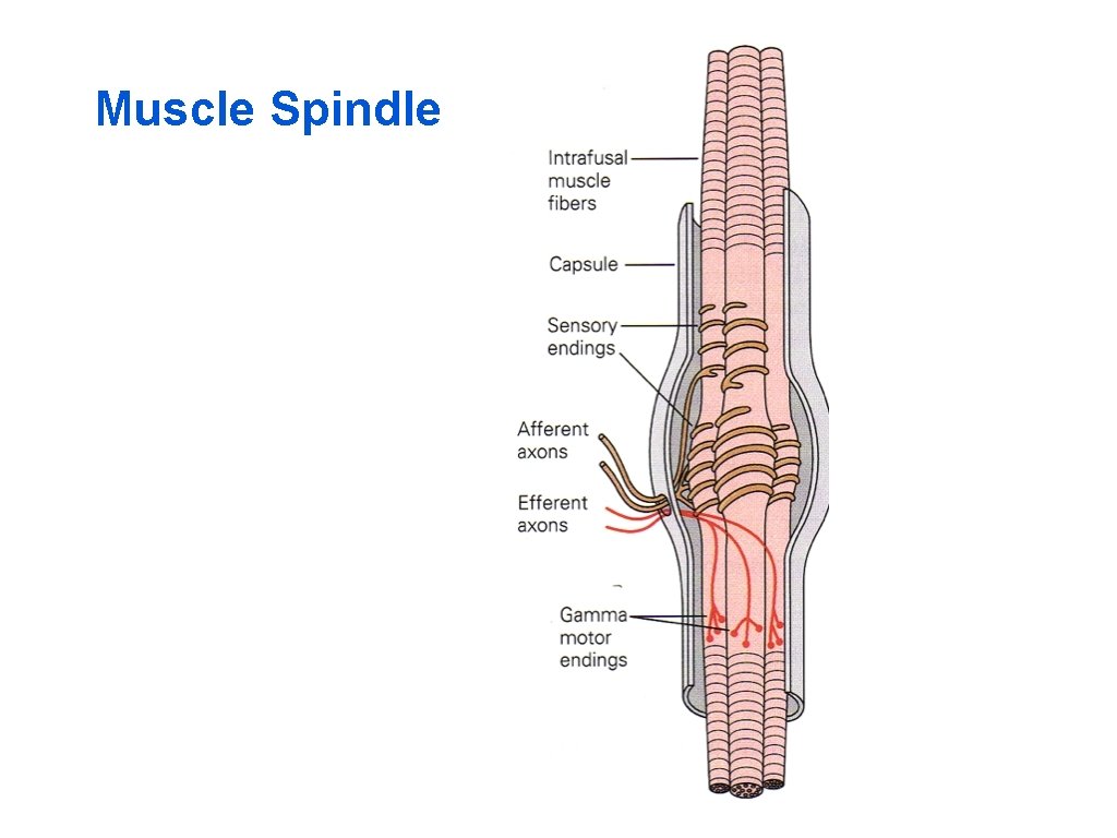 Muscle Spindle 