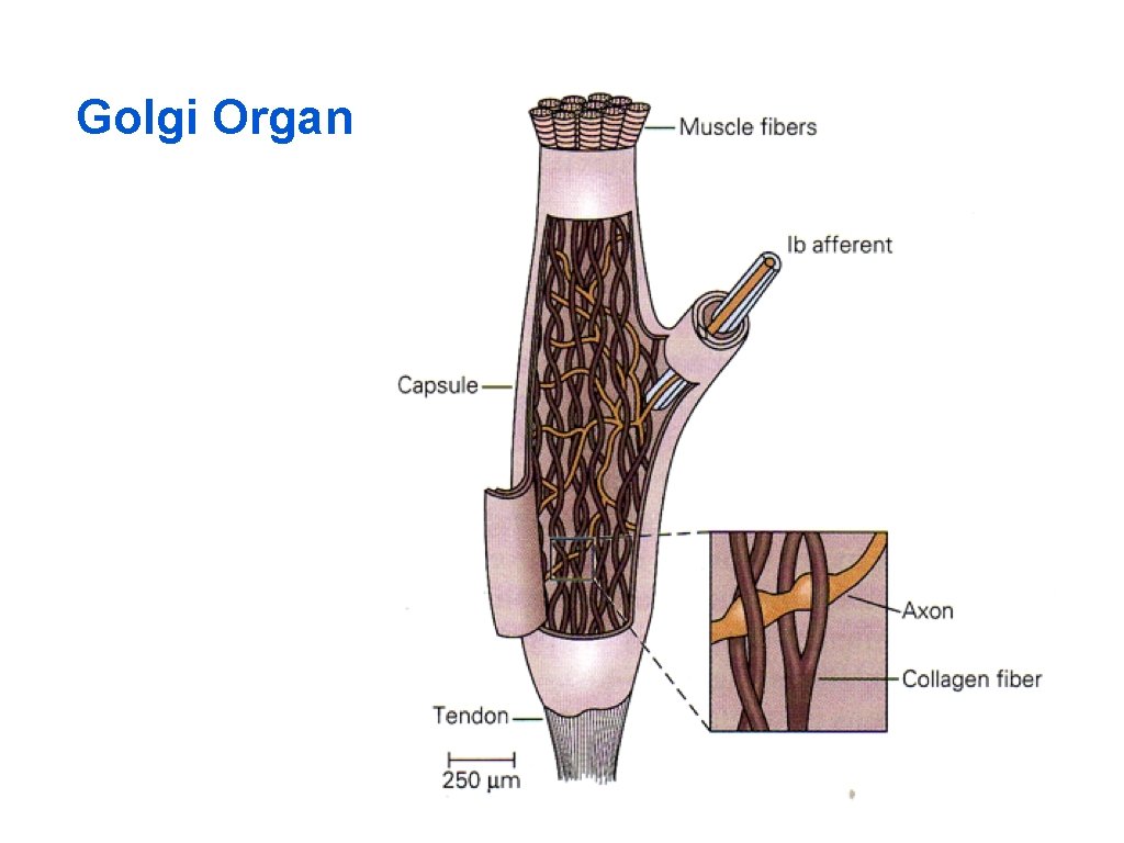 Golgi Organ 