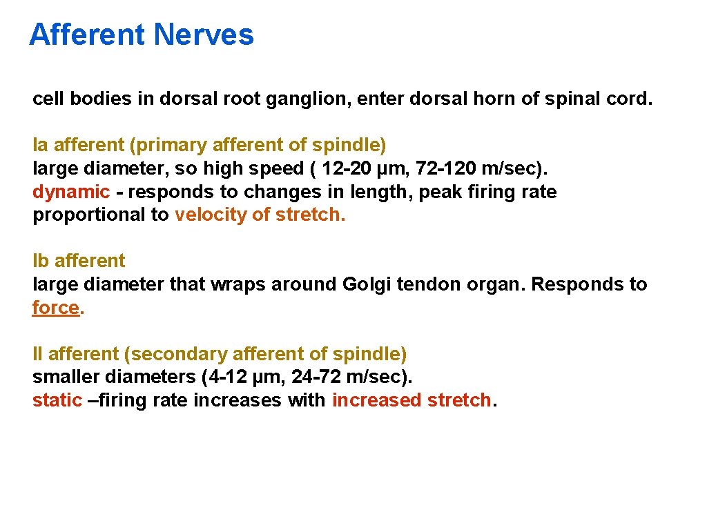 Afferent Nerves cell bodies in dorsal root ganglion, enter dorsal horn of spinal cord.