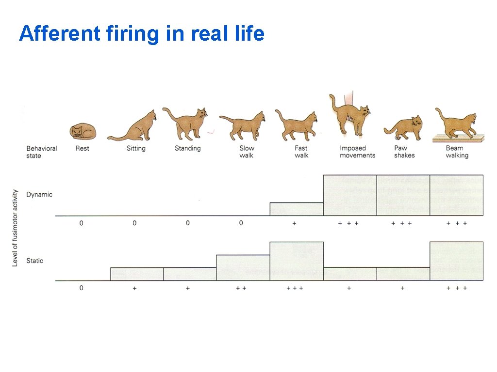 Afferent firing in real life 